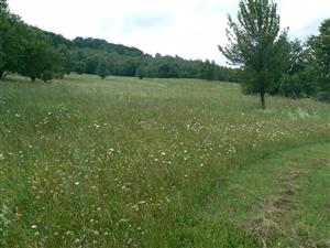 Pohled na cílový biotop a okolní krajinu ve směru SZ od zadaných souřadnic. V popředí kontrast s udržovanou částí lučního komplexu (mimo TML).