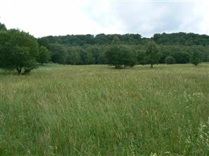 Pohled na cílový biotop a okolní krajinu ve směru JZ od zadaných souřadnic.