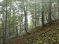 Javorovo-bukové horské lesy (11.9.2014)