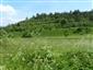 Suchomilné travinnobylinné a krovinové porasty na vápnitom podloží (*dôležité stanovištia Orchideaceae) (17.6.2015)