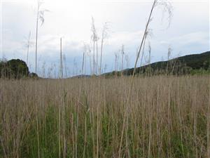 pohled do porostu na lokalitě