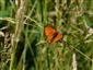 Lycaena dispar samček