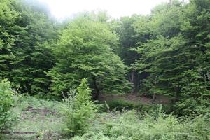 TMP1 – bukový porast (cca 50 ročný)