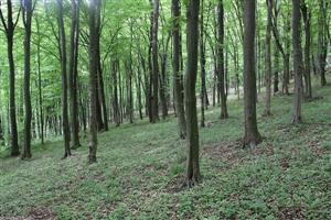 TMP2 – dubohrabina(50 ročná) 
