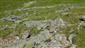 Silikátové skalné sutiny v montánnom až alpínskom stupni (13.7.2015)