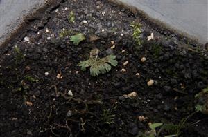 Mannia triandra 