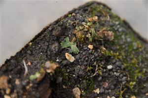 Mannia triandra