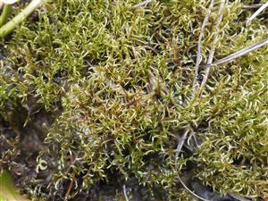 Hamatocaulis vernicosus na TMP