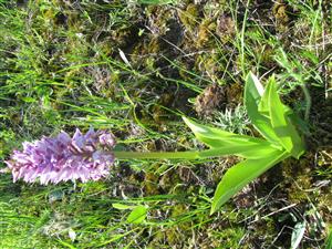 Pulsatilla grandis a Orchis militaris na TML.