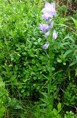 Campanula serrata na TML