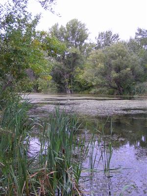 Pohľad na centrálnu časť TML, hlavný tok rieky Nitry v jej inundač.území, s perifernými mokradiami. Foto: 5.9.2013.