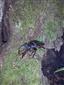 Lucanus cervus TMP_1