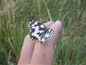 Melanargia galathea