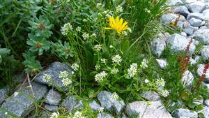 Cochlearia tatrae