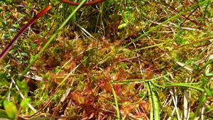 Drosera rotundifolia