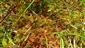 Drosera rotundifolia