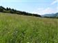Suchomilné travinnobylinné a krovinové porasty na vápnitom podloží (*dôležité stanovištia Orchideaceae) (1.7.2015)