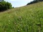 Suchomilné travinnobylinné a krovinové porasty na vápnitom podloží (*dôležité stanovištia Orchideaceae) (1.7.2015)