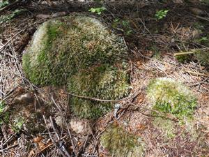 porast druhu Leucobryum glaucum 