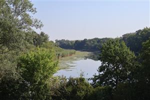Pohľad na JV cíp ramena, TML Číčovské rameno. Foto: 4.8.2026, J.Lengyel.