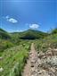 jašterica zelená (8.6.2026)