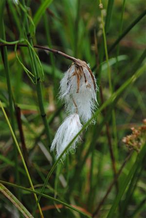 pohľad do biotopu - Eriophorum
