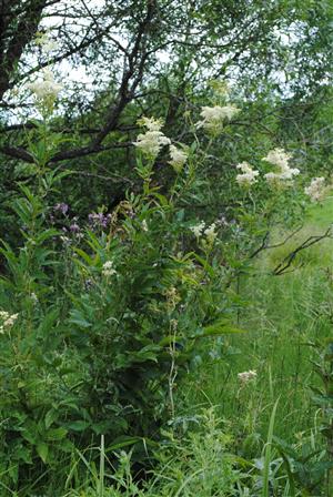 pohľad do biotopu - Filipendula ulmaria