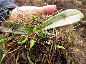 vyrytá listová ružica Himantoglossum adriaticum diviakmi