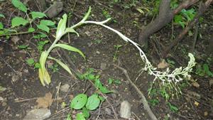 zatienená etiolizovaná kvitnúca rastlina Himantoglossum adriaticum