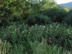 Záber na TML s TMP s biotopom Lk5 s dominanciou Filipendula ulmaria.