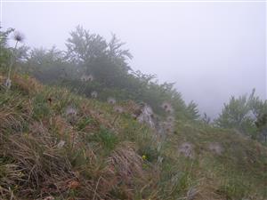 Populácia Pulsatilla subslavica pri vrchole