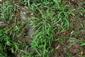 Plochy s Lindernia procumbens pri dlhotrvajúcom obnažení dna zarastajú trávnatou vegetáciou s Leersia oryzoides