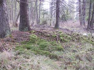 Leucobryum glaucum  v biotope Ls 8