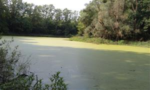 pohľad na rameno z vonkajšieho brehu na východnej časti, smer fotenia JZ - do stredového ohybu