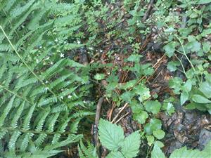 saxifraga rotundifolia