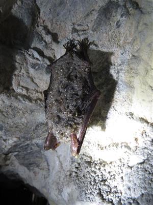 hibernujúci Myotis myotis