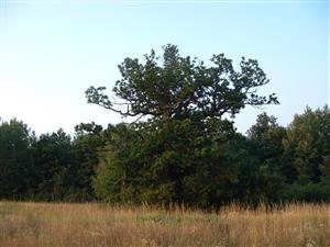 TMP5 (Mašková, Horná Telka)