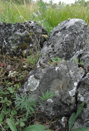 Jedinec Pulsatilla grandis naTML.