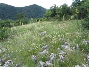 Pohľad TML - na ešte nezarastené časti so suchomilými travinnobylinnými spoločenstvami (s Melica ciliata).