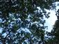 Teplomilné panónske dubové lesy (3.7.2015)