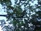 Teplomilné panónske dubové lesy (10.7.2015)