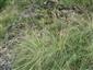 Stipa pulcherrima na TML.