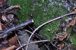 Dicranum viride v TMP_1