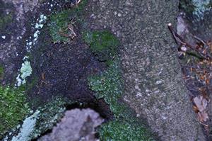 Dicranum viride v TMP_5
