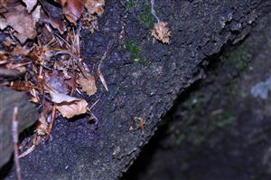 Dicranum viride v TMP_6