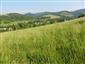 Nížinné a podhorské kosné lúky (13.6.2015)