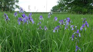 Iris sibirica