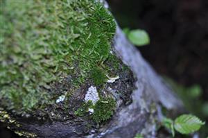 Dicranum viride v TMP_1