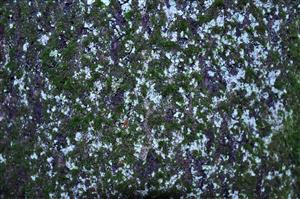 Dicranum viride v TMP_6