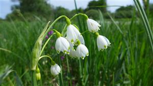 Leucojum aestivum